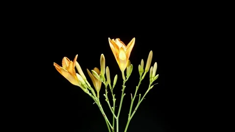Orange Lily Blooming Time-Lapse – Cinematic on Black Background – 8K Stock-Footage 320836032