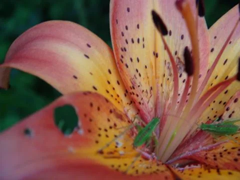 Orange lily with bugs Stock Photos