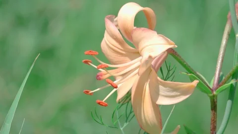 Orange lily close up Stock Footage 114031378