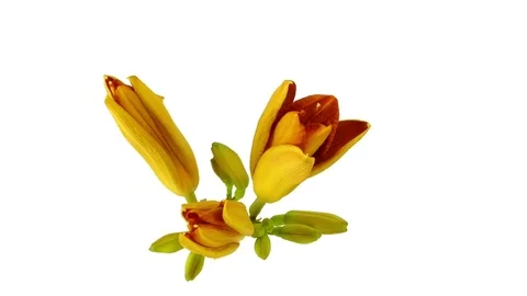 Orange lily flower in bloom. Video stock 77404079