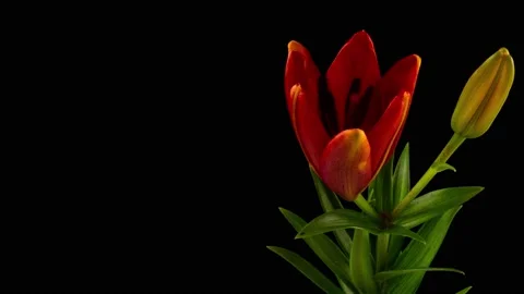 Orange Lily flower blooming, opening its blossom. Epic time lapse. Wonderful Stock Footage 158060862