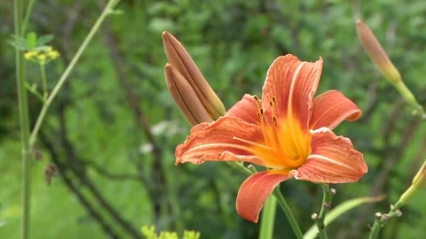 Orange lily flower Stock Footage 115328064