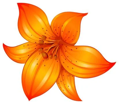An orange lily flower Stock Illustration