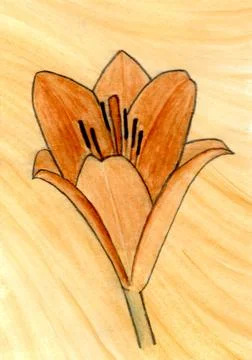 Orange Lily Flower Painted with Watercolors Stock Illustration