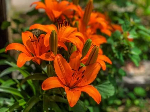 Orange Lily Flowers Stock Photos