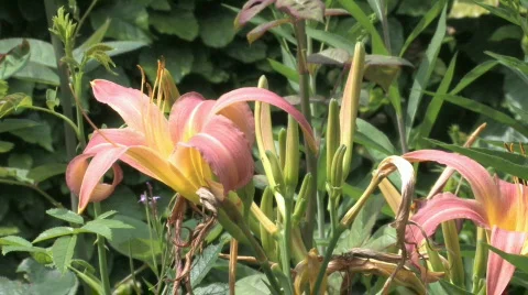 Orange lily Stock Footage 480237