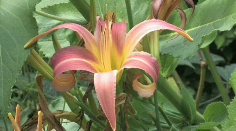 Orange lily Stock Footage 480257