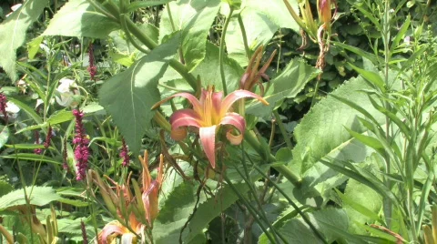Orange lily Stock Footage 480266
