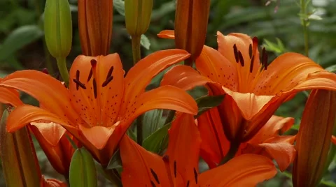 Orange Lily Vídeos de archivo 47816623