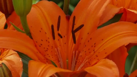 Orange Lily Vídeos de archivo 47816653