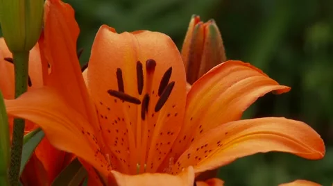 Orange Lily Vídeos de archivo 47816668