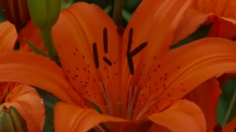 Orange Lily Vídeo Stock 47816669