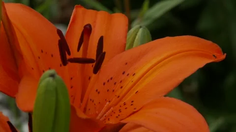Orange Lily Vídeos de archivo 47816777
