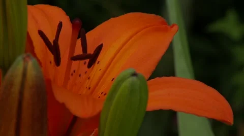 Orange Lily Vídeo Stock 47816796