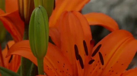 Orange Lily Vídeos de archivo 47816853