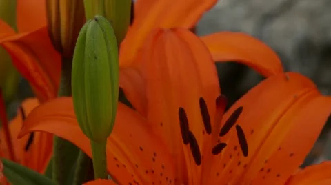 Orange Lily Vídeos de archivo 47816960