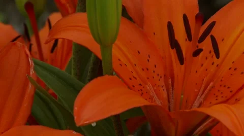 Orange Lily Vídeo Stock 47817016
