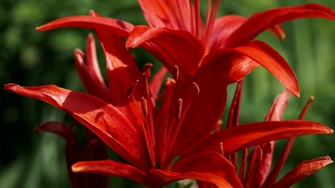 Orange lily Stock Footage 157393441