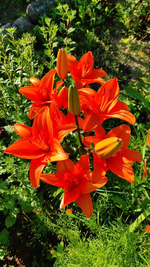 The orange lily Stock Footage 279200338