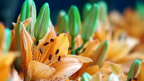 Orange lily in the garden Stockbeeldmateriaal 100893447