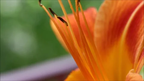 Orange lily in the garden Stock Footage 156464088