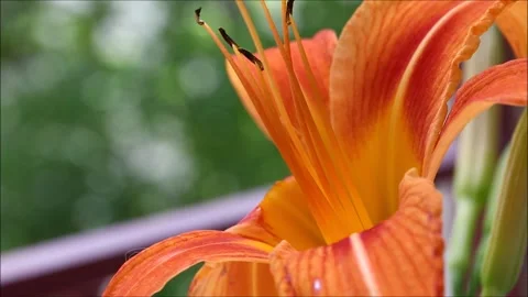 Orange lily in the garden Video stock 156464890
