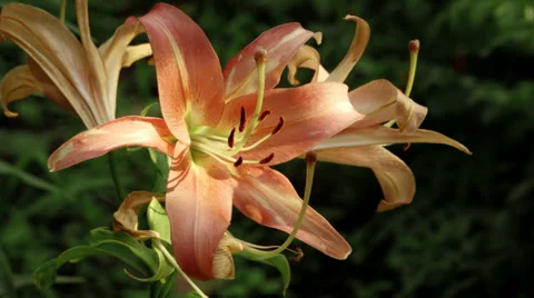 Orange lily in the garden in the slow wind Stock Footage 34690224