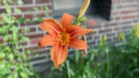 Orange lily grows Stock Footage 314283161