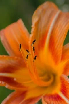 Orange Lily (Lilium) flower detail of stamens in focus Stock Photos