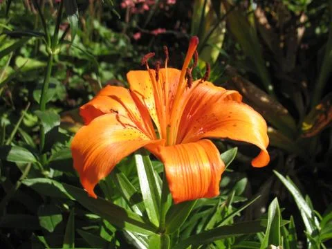 Orange Lily. macro Stock Photos