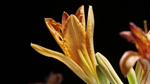 Orange Lily Macro Time-Lapse – Cinematic Bloom in 8K Ultra Detail Stock-Footage 320836041