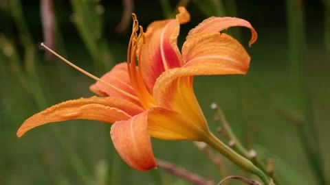 An orange lily moves in the wind. Blurred background. Flower. Stock Footage 158295128