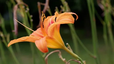 An orange lily moves in the wind. Blurred background. Flower. Stock Footage 158390209