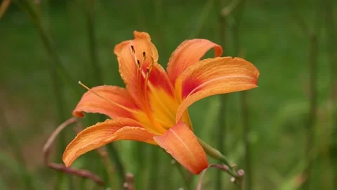 An orange lily moves in the wind. Blurred background. Flower. Stock Footage 158555105