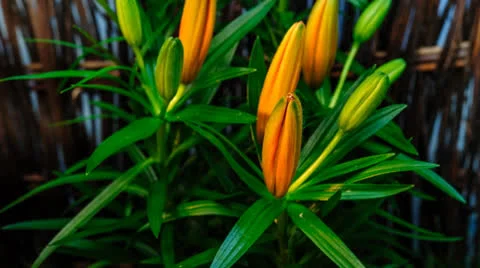 Orange lily opening Stock Footage 26313805