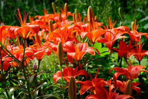 Orange Lily patch in a park Stock Photos