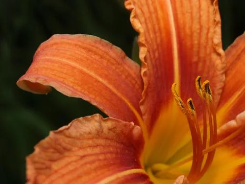 Orange lily Stock-Fotos