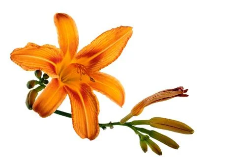 Orange lily Stock Photos