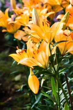 Orange lily Stock Photos