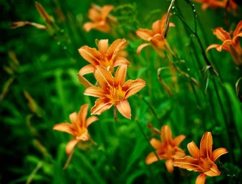 Orange Lily Stock Photos