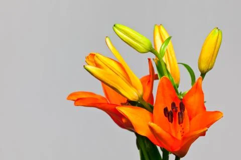 Orange lily Stock Photos