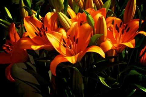 Orange Lily Stock Photos