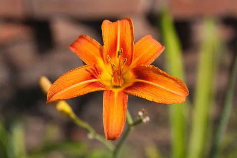 Orange lily Stock Photos