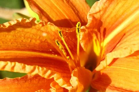 Orange Lily Stock Photos