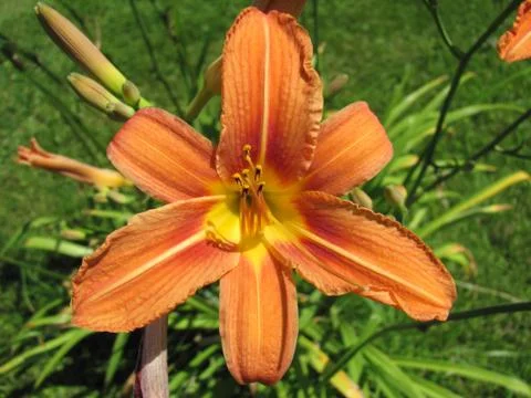 Orange lily 스톡 사진