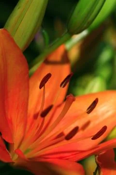 Orange lily Stock Photos