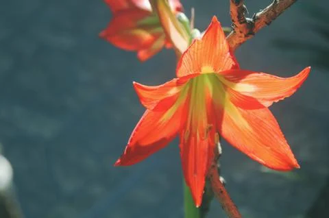 Orange Lily Stock Photos