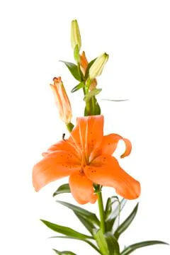 Orange lily Stock Photos