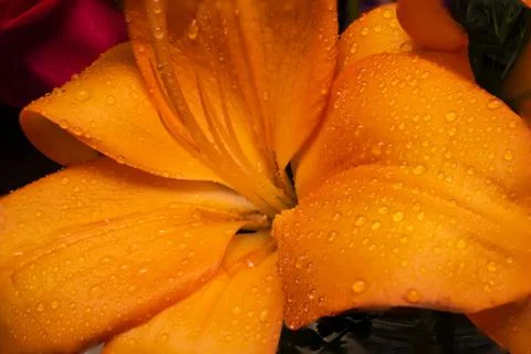 Orange Lily Stock Photos