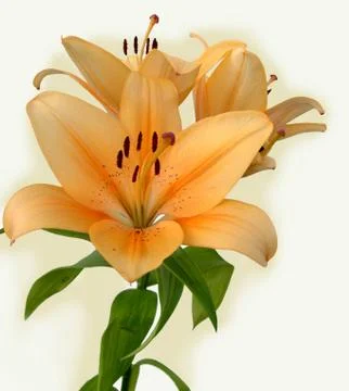 Orange lily Stock Photos